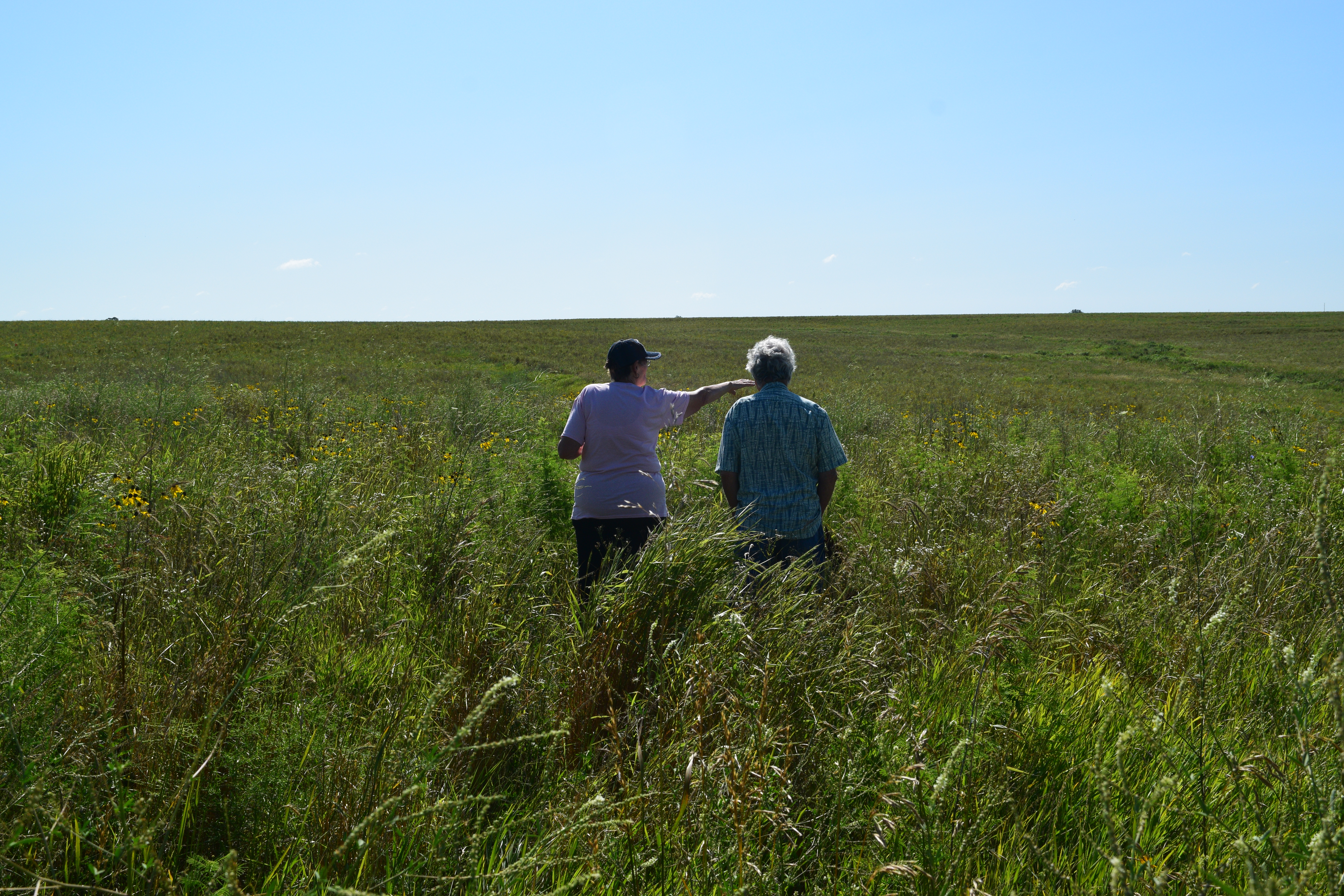 Phyllis Kimball, of Creston, looks over the 160 acres she enrolled in CRP pollinator mix in Ringgold County.